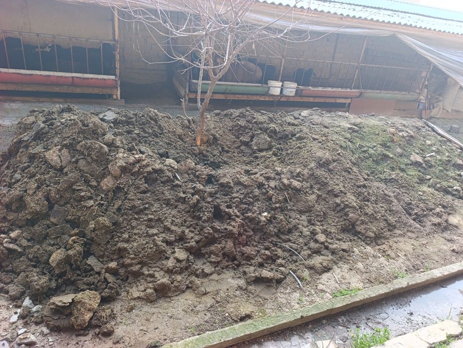 Quy gungi bor bir kamaz