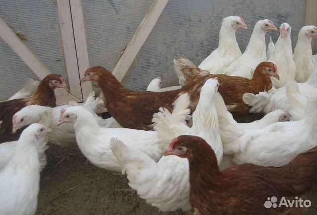 Продам кур молодок
