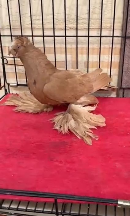 голуби продаются