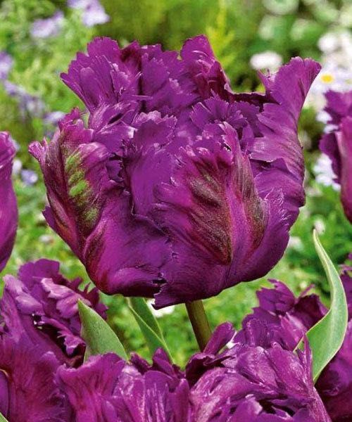 Тюльпаны луковицы