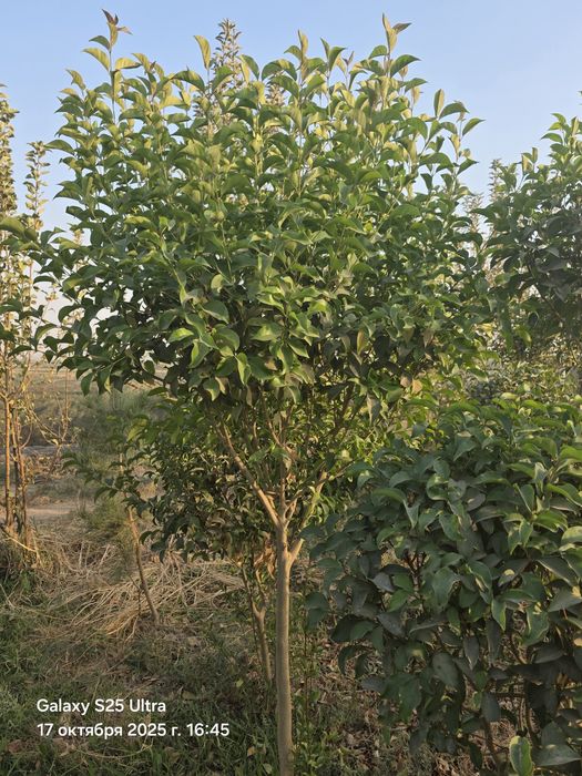 Чинор дарахт сотилади тошкент назарбекда