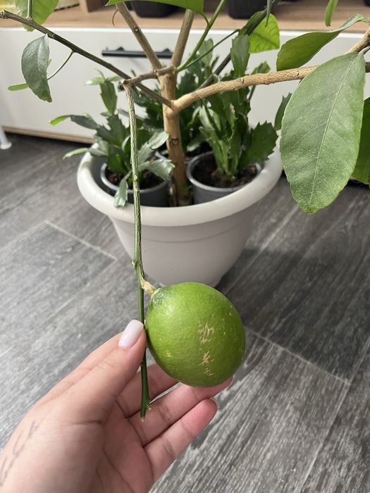 Дерево плодоносящего лимона