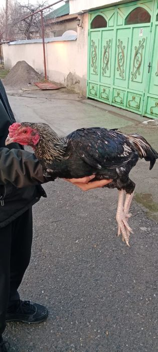 Сатылады боецовкалар