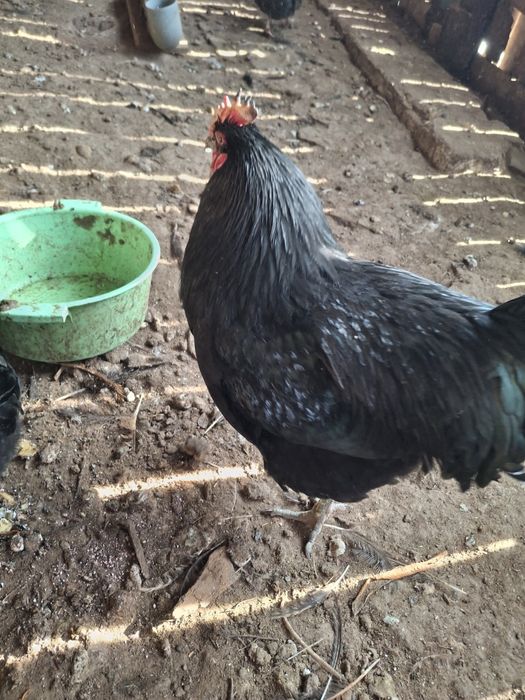 Продам петухов Джерсийский гигант