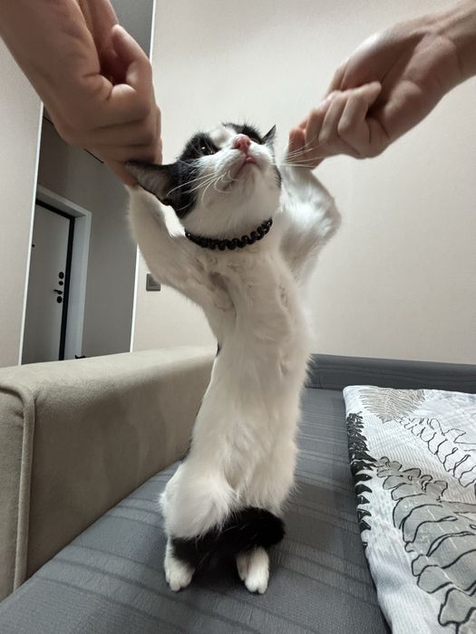 котенок, 5 месяцев, девочка