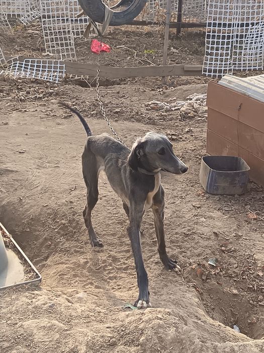 Тазы кушык сатылады