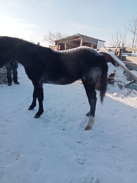 Продам кобылку жирная