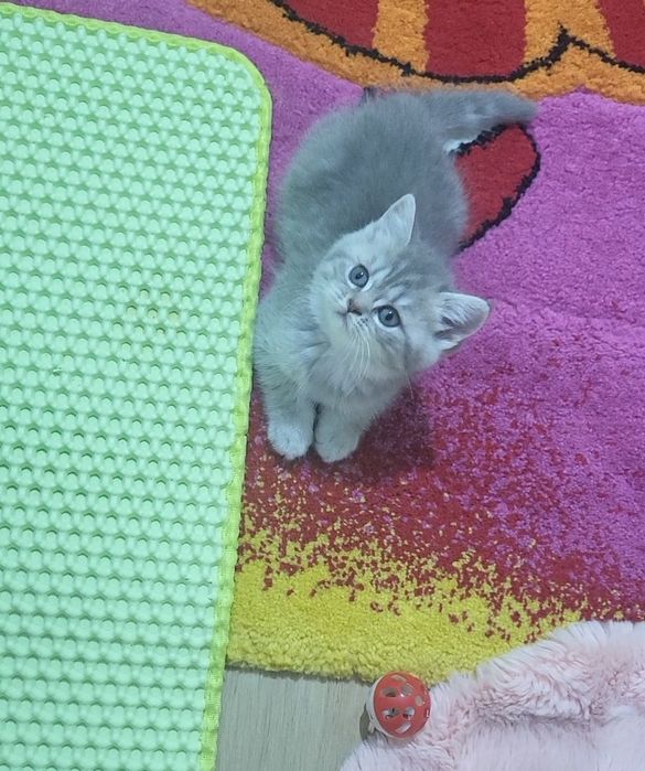 British shorthair tobby