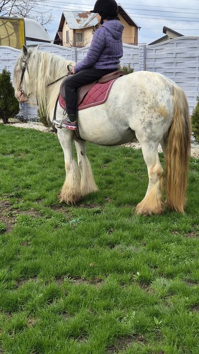 Cai pt echitatie terapie si agrement