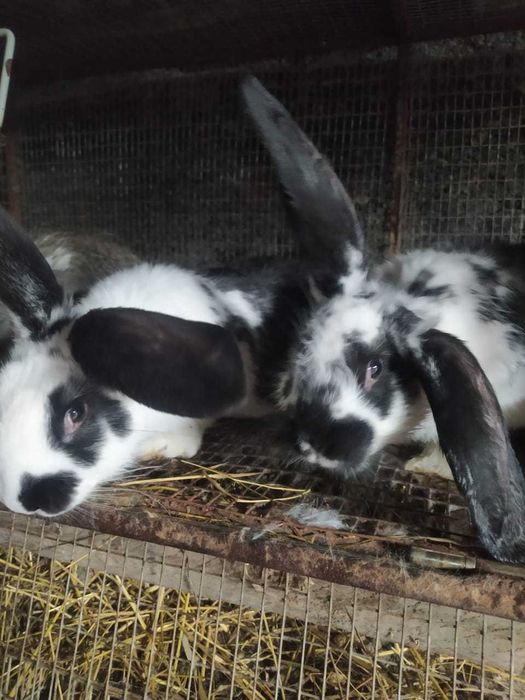 Продам крольчат 1 и 3,5 месячных. мкр.Алатау