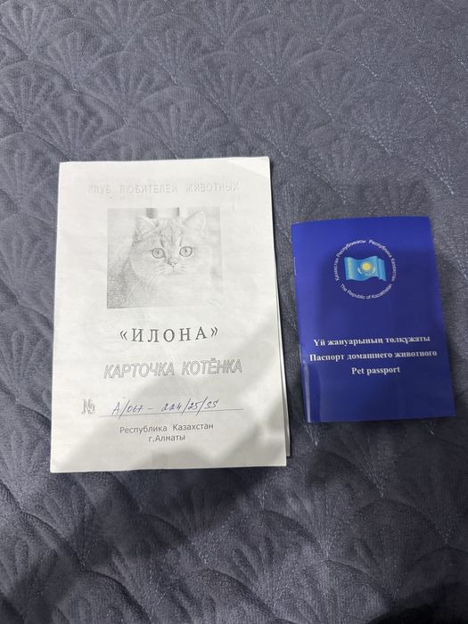 Шотландский кот (Scottish Straight)