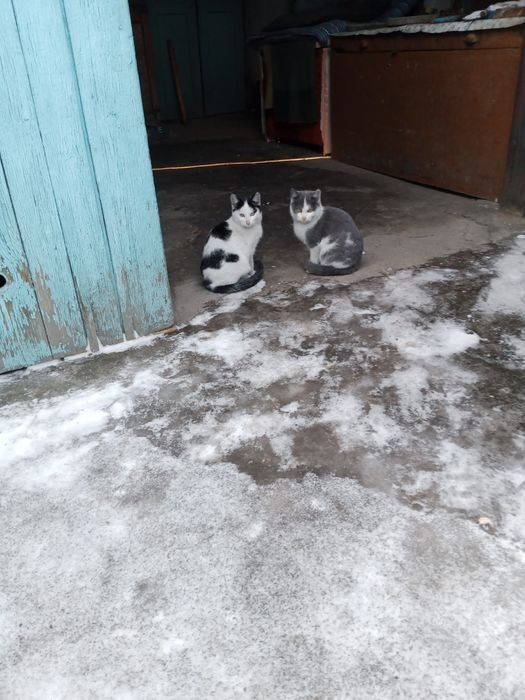 Отдам котят в добрые руки