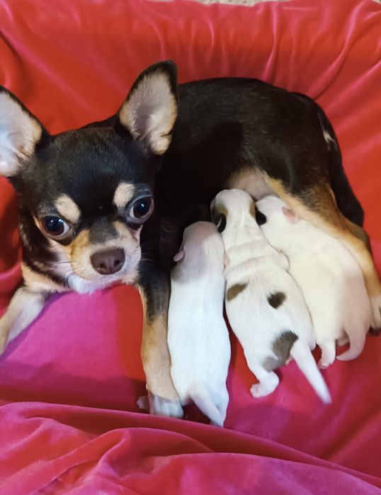 Продаются щенки чихуахуа