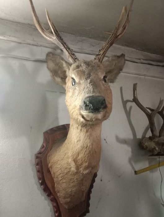 Продам чучело косули