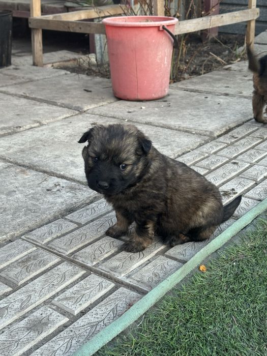 Отдам щенков в добрые руки