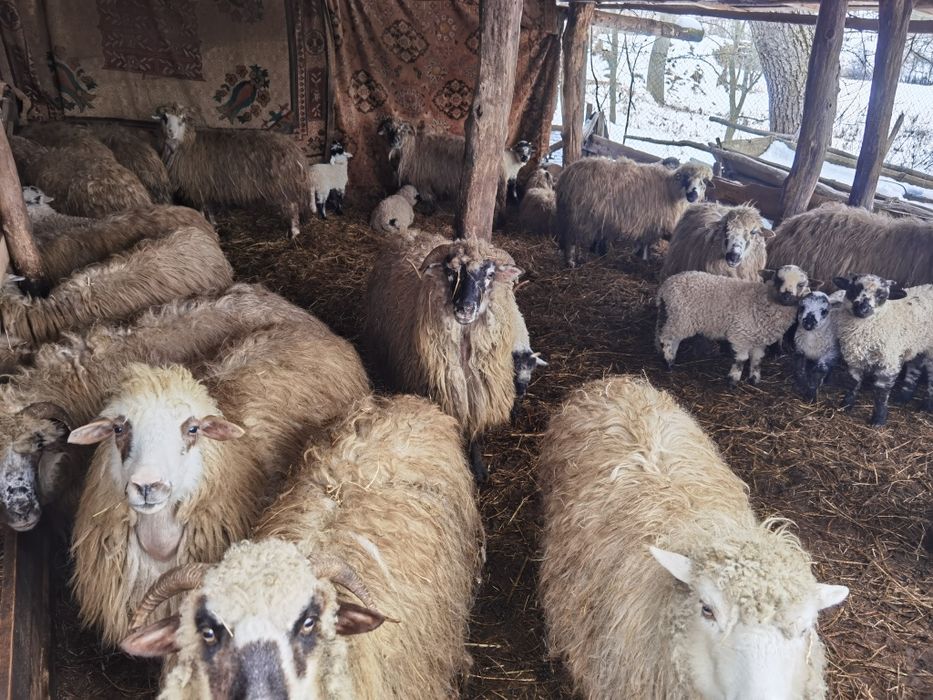 Oi, miei și carlani