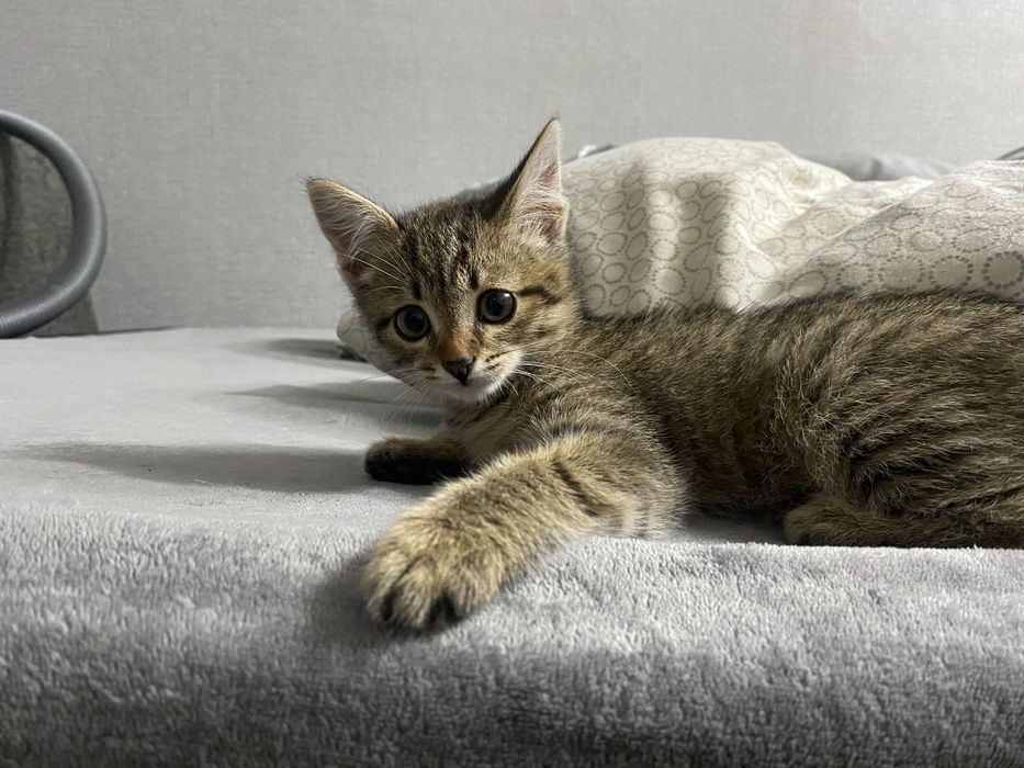 Котенок ищет дом