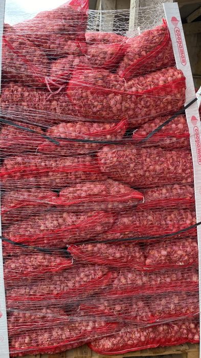 Usturoi de sămânță pentru plantat