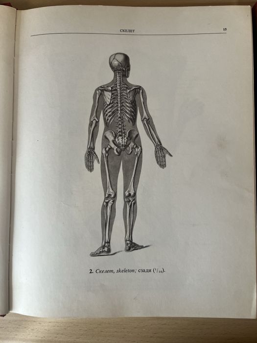 Атлас. Анатомии человека. Том 1 и 2 - Р. Д. Синельников