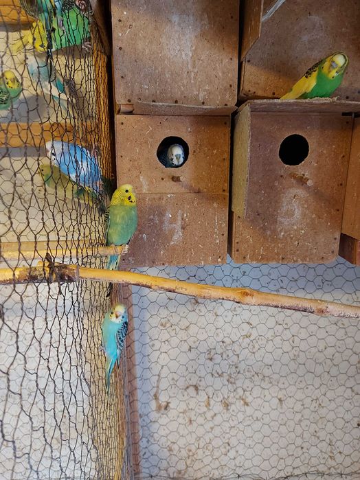 Vând papagali peruși