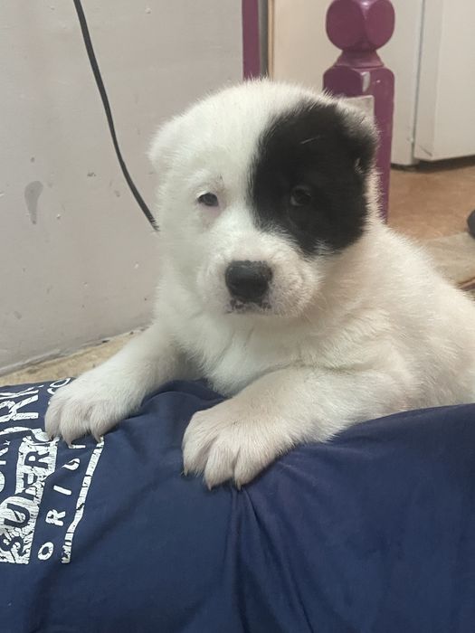 Продам шикарных алабайчиков ( девочки)