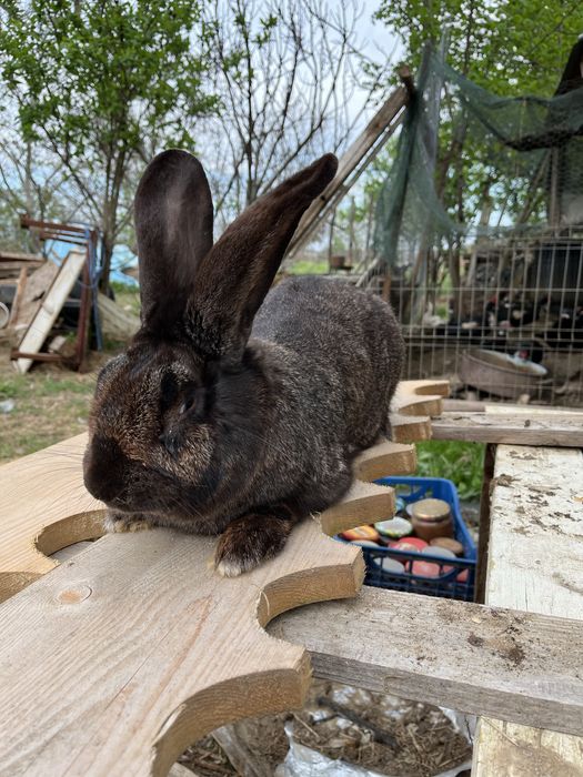 Vand mascul urias german