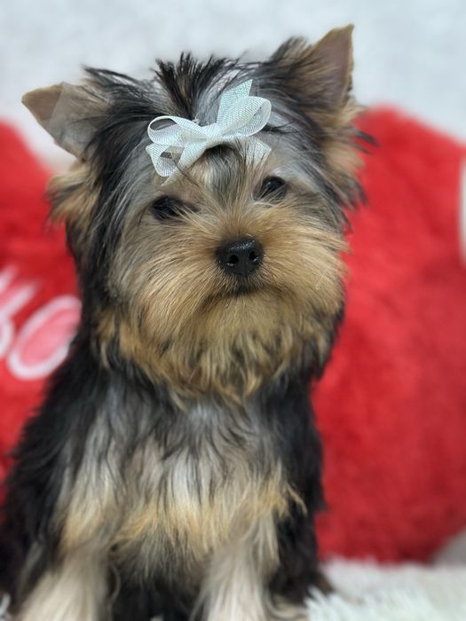 Красивый мальчишка йорик