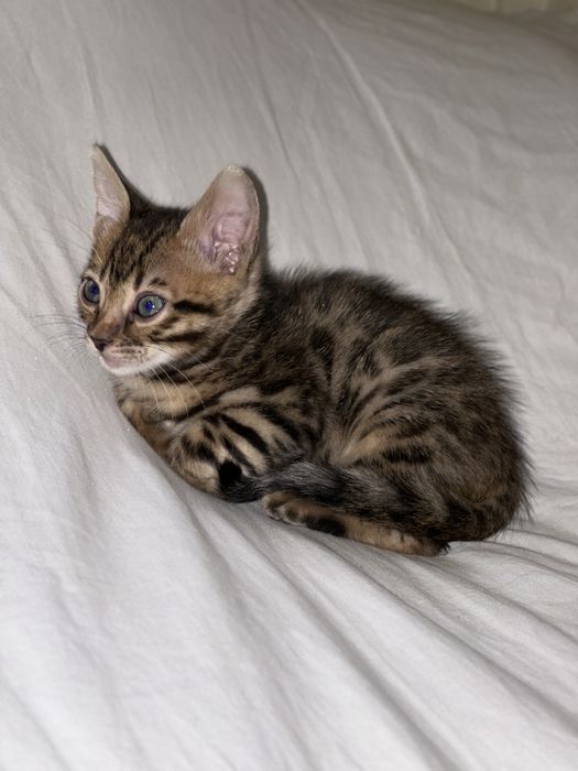 Продам Котенок бенгал