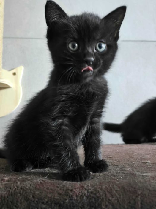 Котята защитники