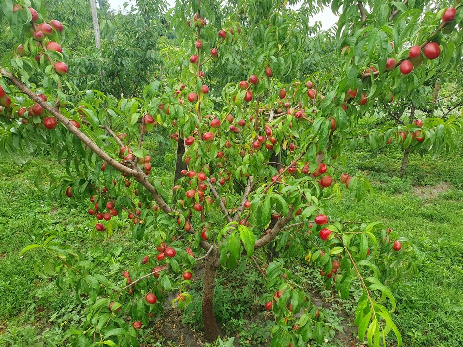 Pomi fructiferi altoiti