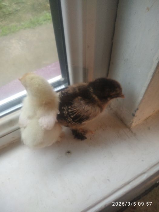 Брама    белое ва чёрное золото   10 кунли жужалари