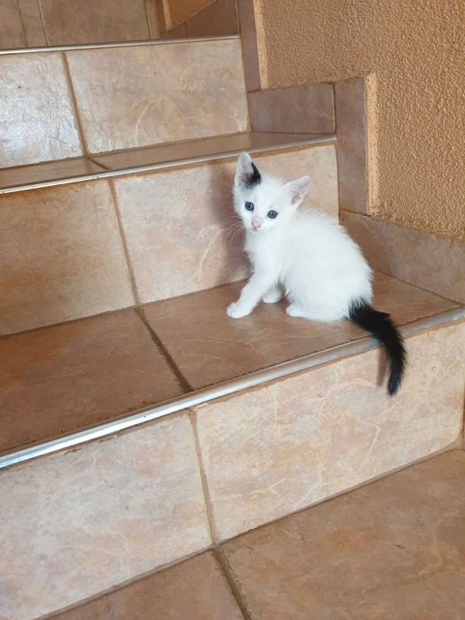 Две котенца подрастващи