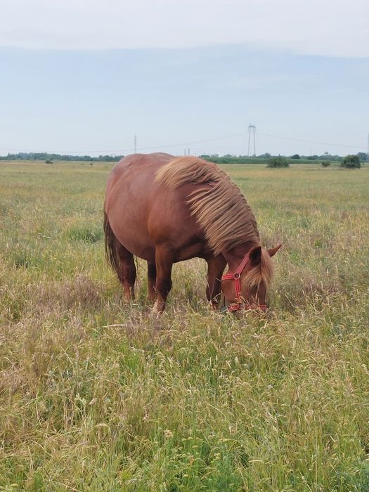 Vand iapa grea de 5/6 ani gestanta in 6 luni.