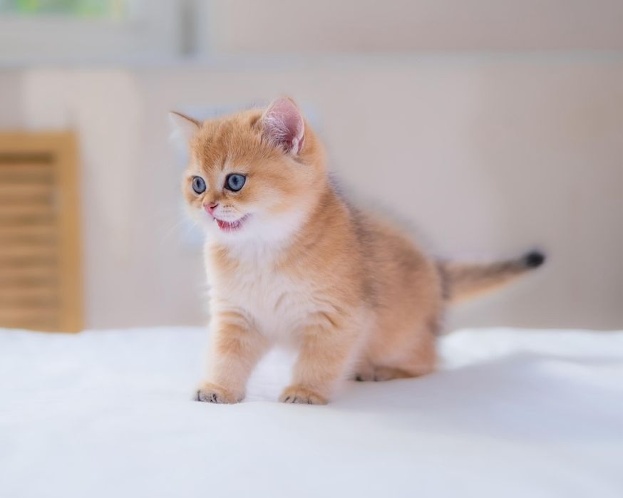 Элитные золотые котята