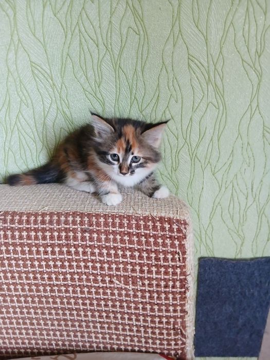 Котёнок девочка 2 месяца