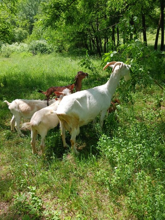 Capra sannen cu ied după ea bună de lapte