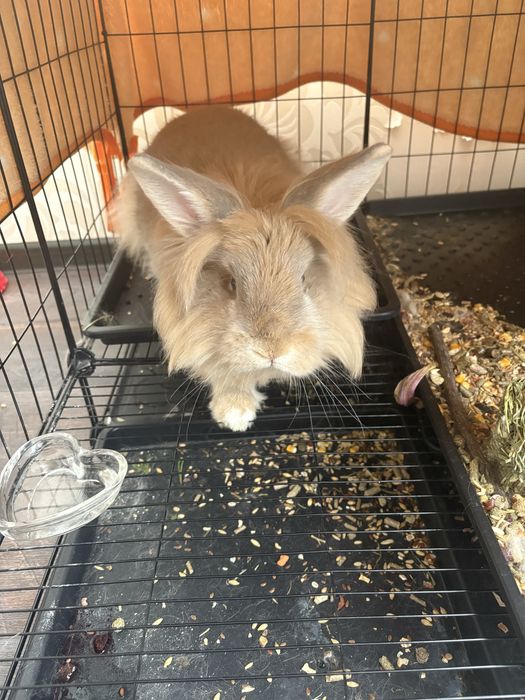 Декоративный кролик