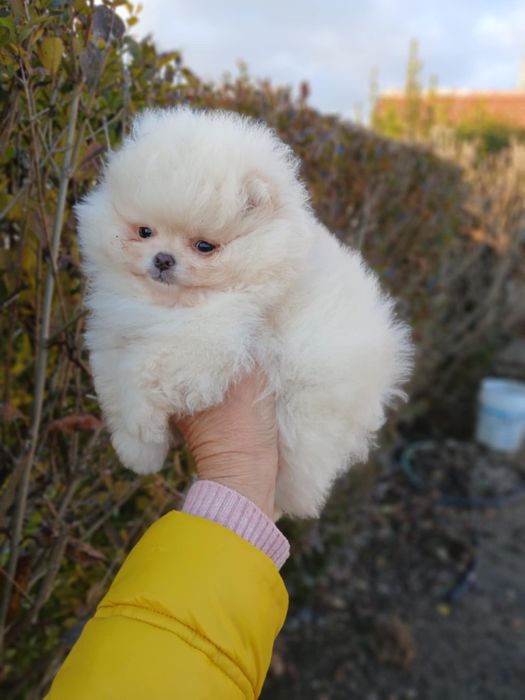 Мини Померанчета