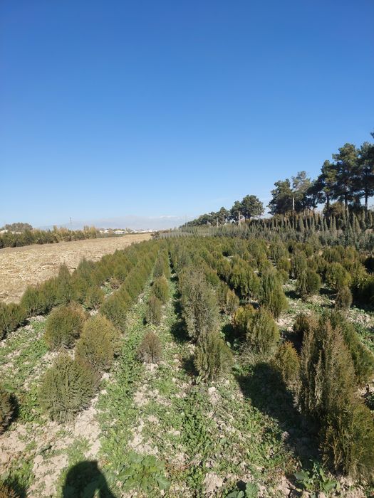 Сосна киримская сирен туя книжная элдар сасна оптом цена