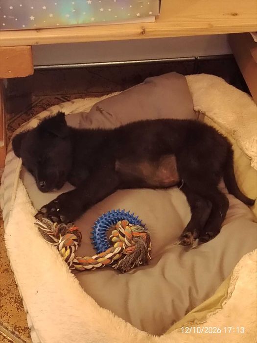 Ofer spre adopție pui cățel mascul