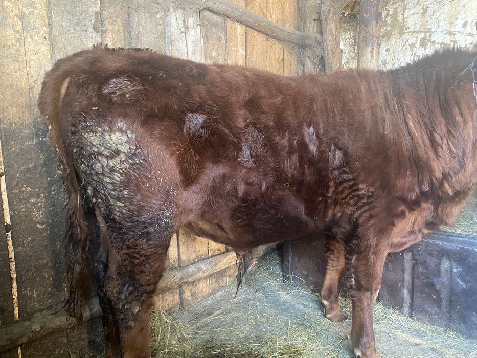 Продам быка на мясо