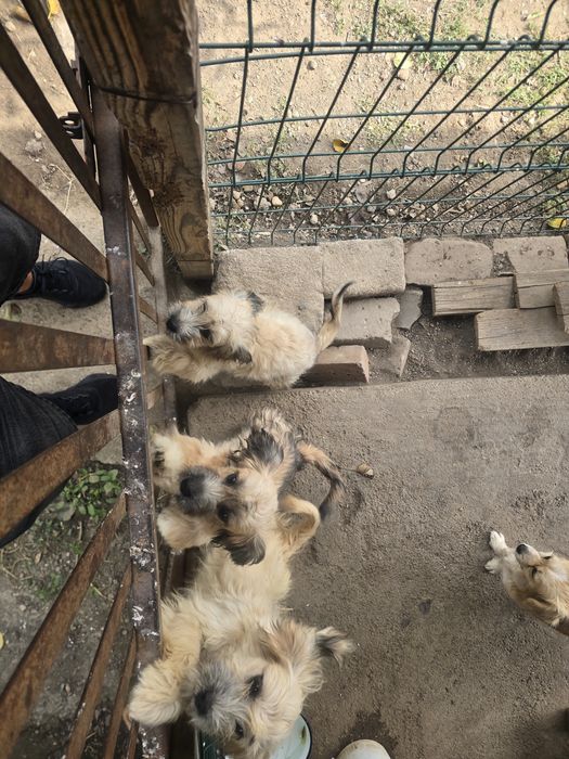 Donez cățelușe . Sunt talie mică si pufoase