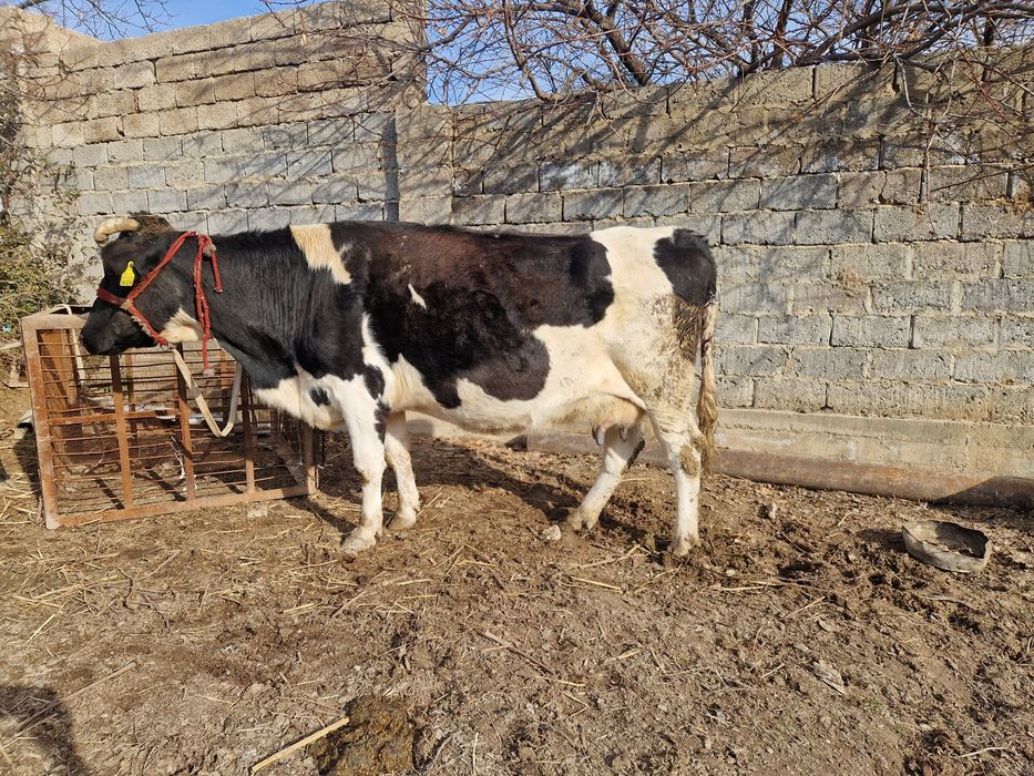 Бұзаулы сиыр сатылады