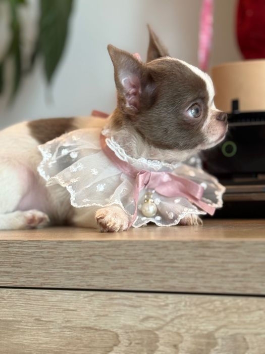 Кученца чихуахуа