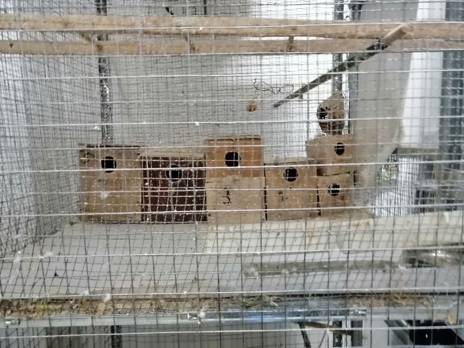 Cusca Voliera Colivie Mare  Dubla  Papagali,