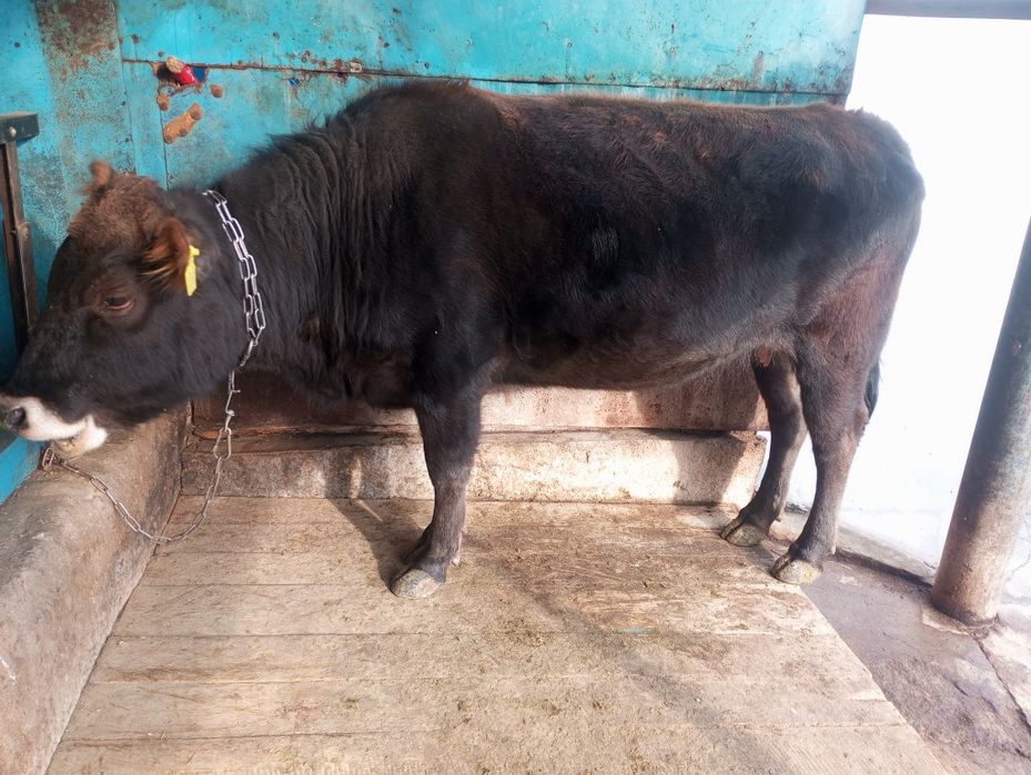 Продам жирную телку, корову