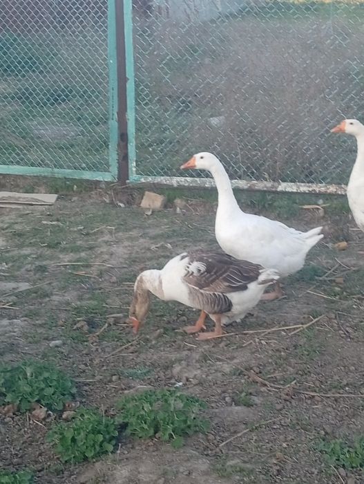 Продаётся гуси семейка