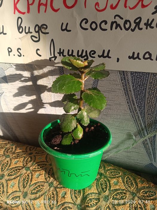 Продам каланхоэ декоративное