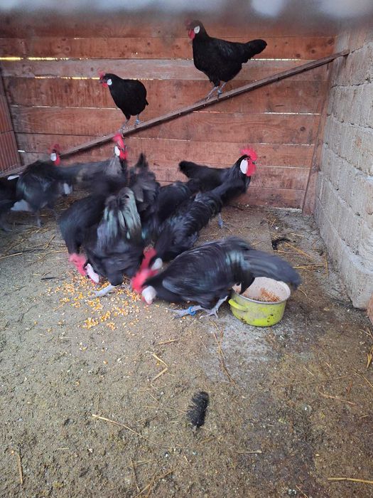 Cocos Minorca de vanzare