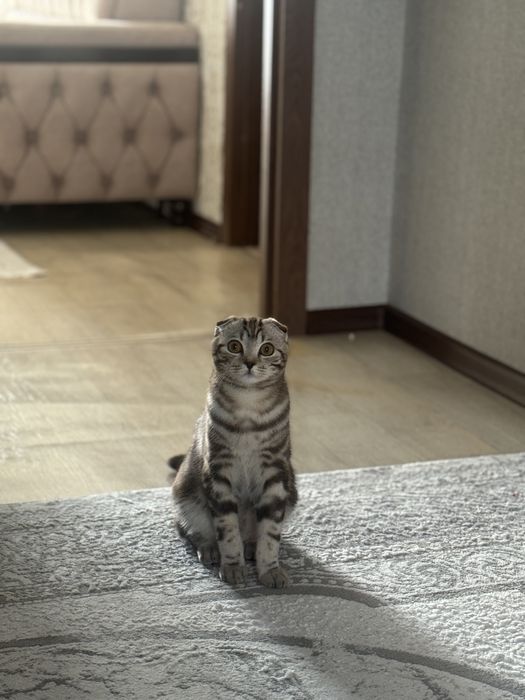 Продаётся шотландский вислоухий кот.